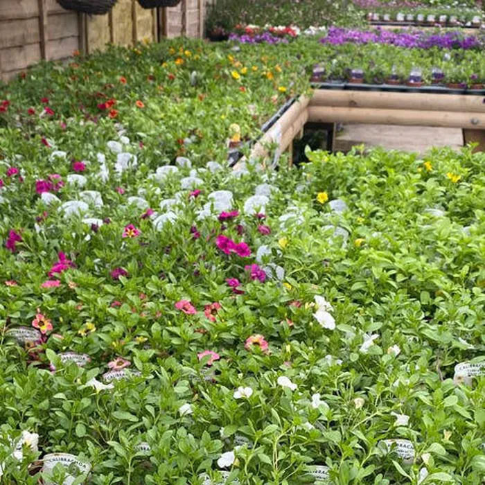 9cm Beddng Plants