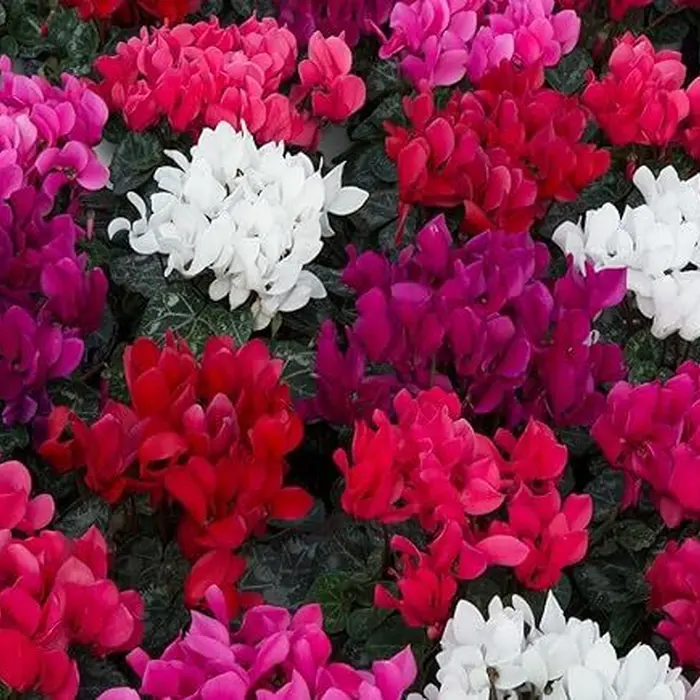 4 pack cyclamen - mega deal!