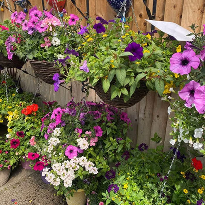 Hanging Baskets and Planters