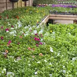 May Garden Tips at Sunnyside 2025